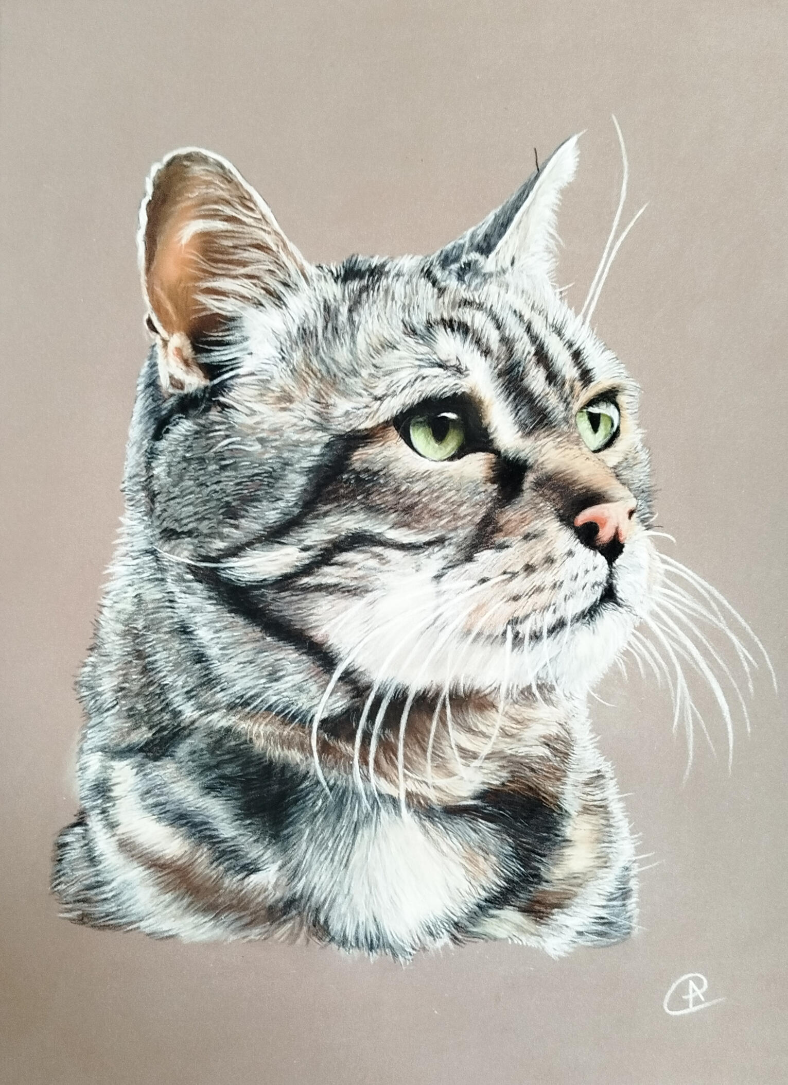 Portrait de chat au pastel sec